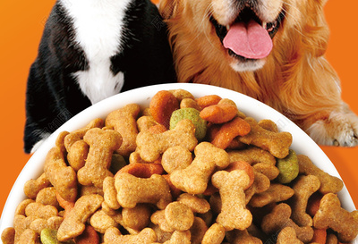 营养满格，活力满分——橙色宠物店专属狗粮，守护爱犬健康每一天